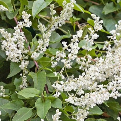 Фаллопия АУБЕРТА в Вологде