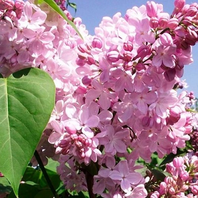 Сирень АДЕЛИНА в Вологде