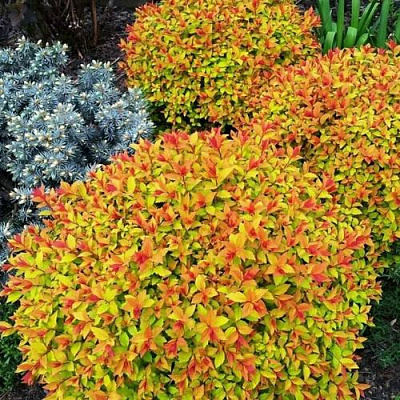 Низкорослая в Вологде