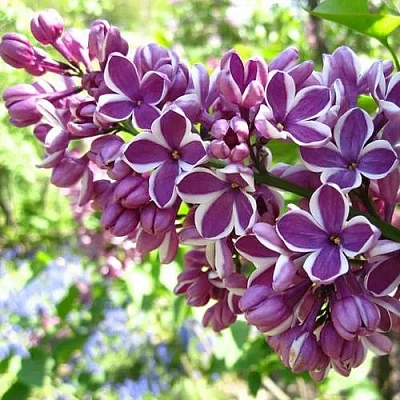 Сирень СЕНСАЦИЯ (привитая) в Вологде