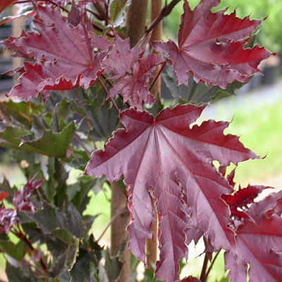 Клен КРИМСОН СЕНТРИ остролистный в Вологде