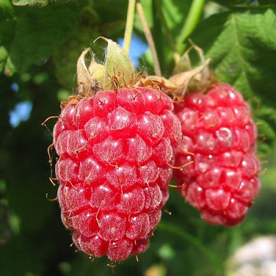 Крупная в Вологде