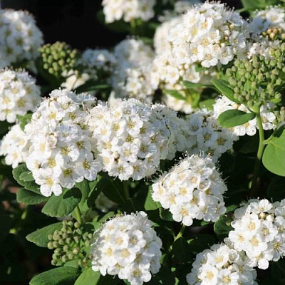 Березолистная в Вологде