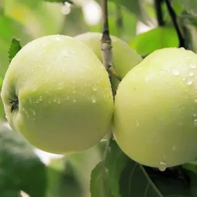 Саженцы яблони оптом в Вологде