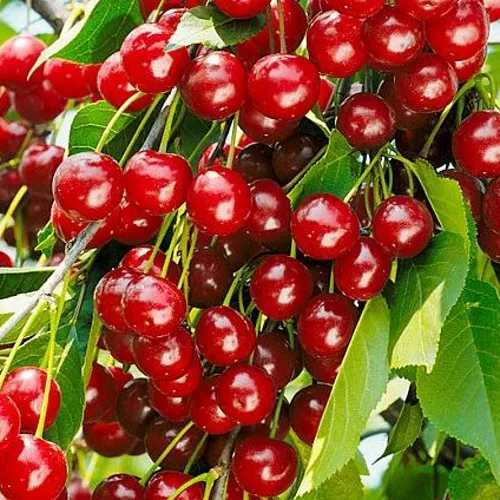 Вишня БРУСНИЦЫНА степная в Вологде