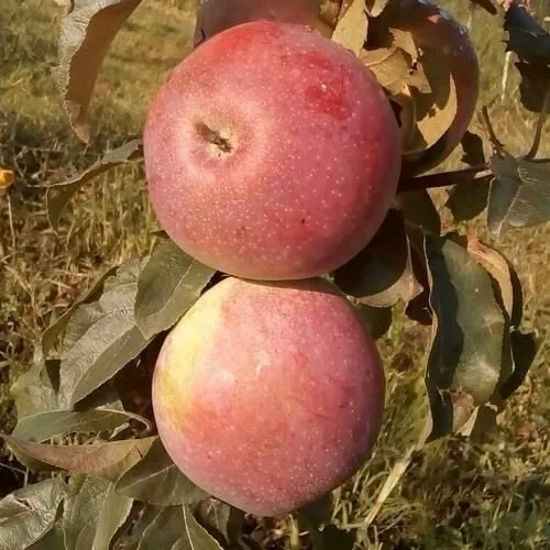 Яблоня АКСАМИТ в Вологде