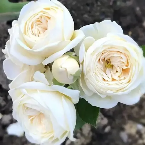 Роза АРТЕМИС шраб в Вологде