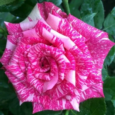 Чайно-гибридная роза Пинк Интуишн (Pink Intuition): характеристика, описание, фото, отзывы садоводов