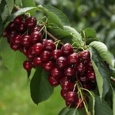 Саженцы вишни оптом в Вологде
